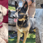 Furry Forecasters: Abandoned Pets as Economic Barometers in New Mexico