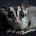 From Artificial Nests to Hard Truths: When Conservation Becomes a Tearful Triage