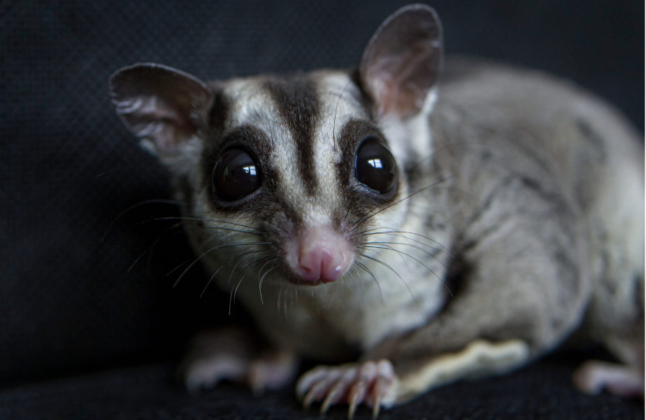 From Artificial Nests to Hard Truths: When Conservation Becomes a Tearful Triage