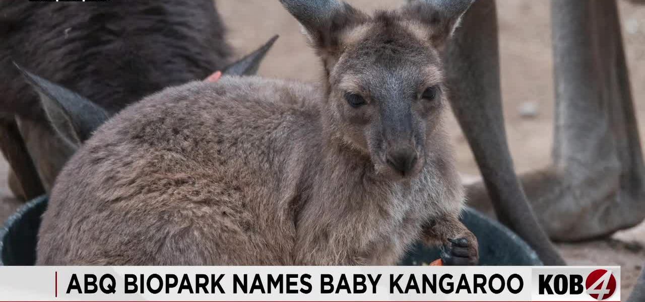 Albuquerque’s Marsupial Diplomacy: A Joey, Public Dollars, and Global Spectacles