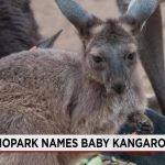 Zoo Diplomacy: The Subtler Implications of a Joey’s Name in Albuquerque