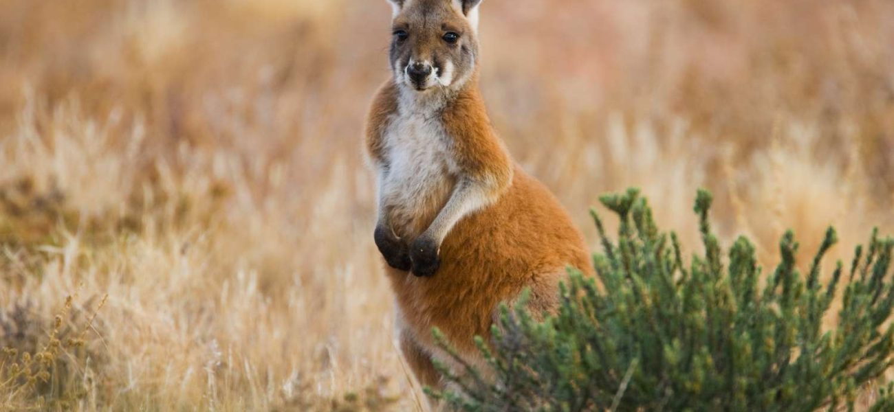 Montreal’s Hopping Hypocrisy: Rogue Marsupial Exposes Shadowy Exotic Pet Trade