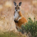 Montreal’s Hopping Hypocrisy: Rogue Marsupial Exposes Shadowy Exotic Pet Trade