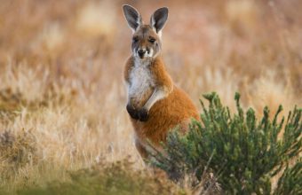 Montreal’s Hopping Hypocrisy: Rogue Marsupial Exposes Shadowy Exotic Pet Trade