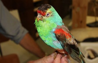 Silent Skies Down Under: Australia’s Most Dazzling Bird — Vanished