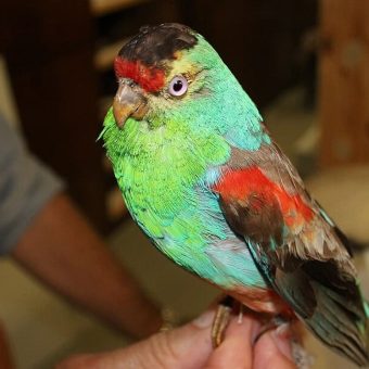 Silent Skies Down Under: Australia’s Most Dazzling Bird — Vanished