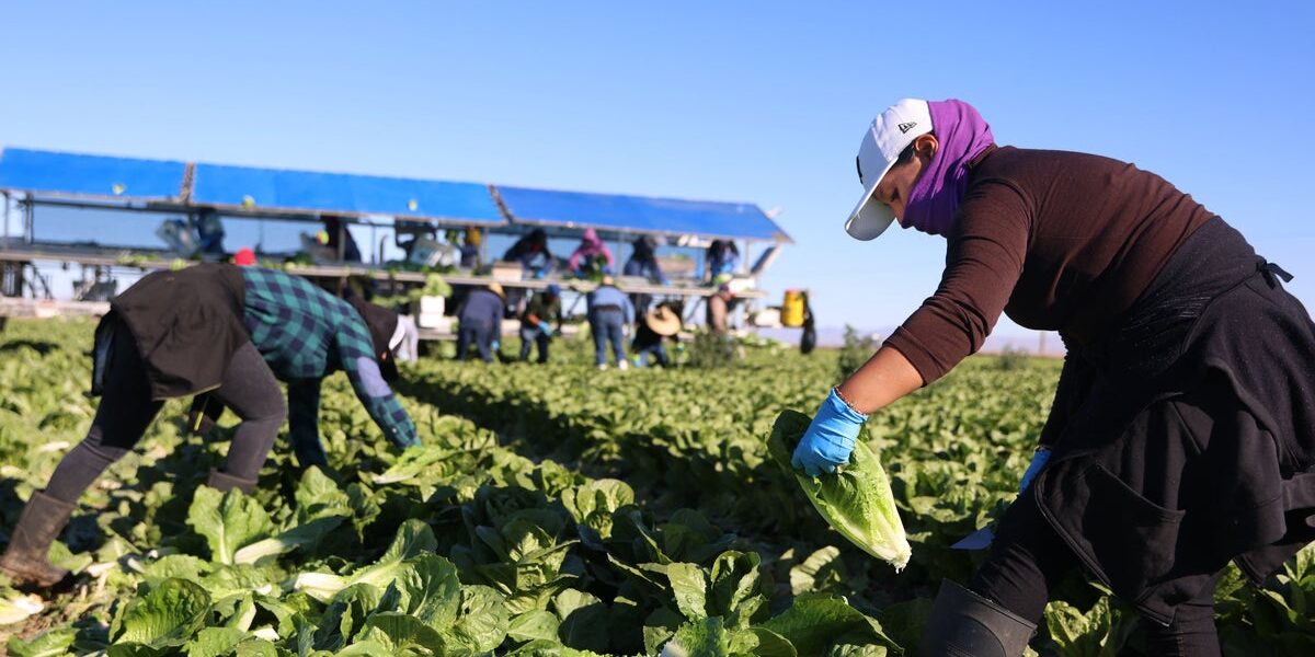 Lettuce Supplier Linked to Nationwide Cyclosporiasis Outbreak