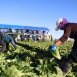 Lettuce Supplier Linked to Nationwide Cyclosporiasis Outbreak
