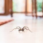 Expert Advises Keeping Spiders in Homes for Natural Pest Control