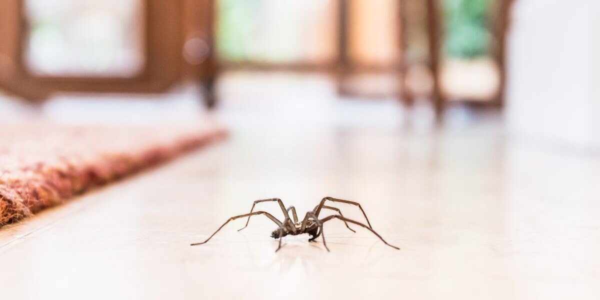 Entomologist Explains the Ecological Importance of Spiders in Homes