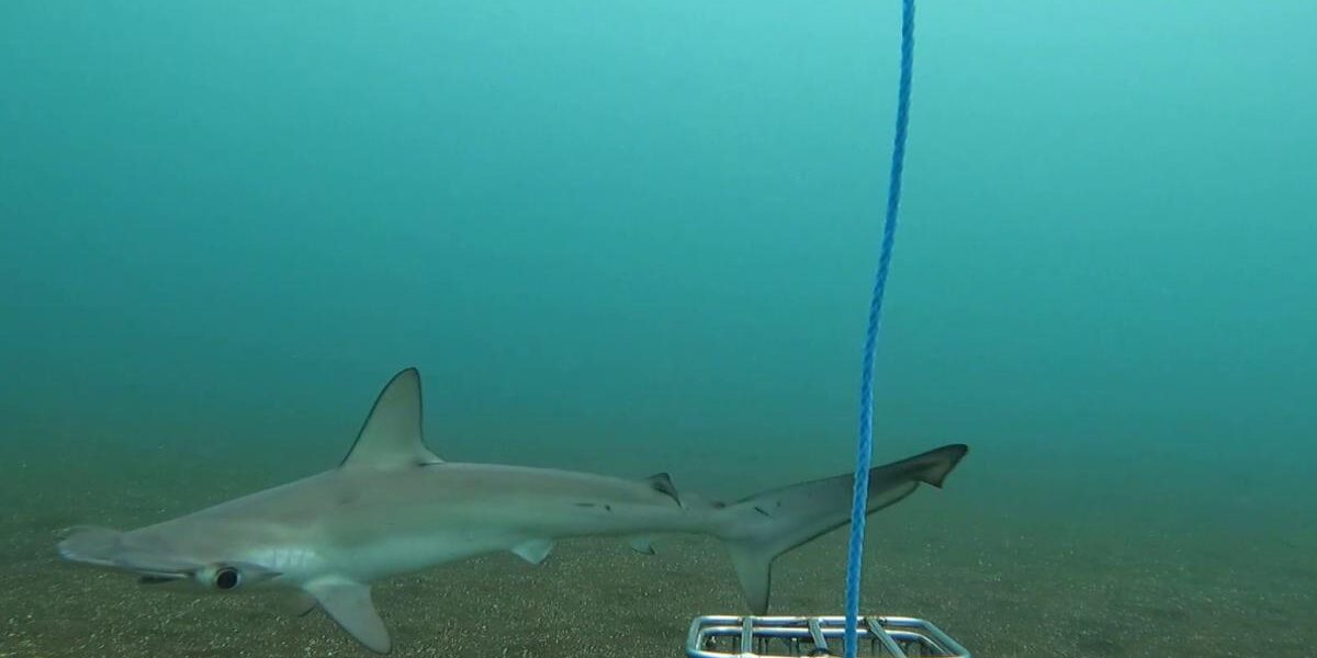 Rare Shark Species Reappears Near Galapagos Islands After Two Decades