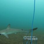 Rare Shark Species Reappears Near Galapagos Islands After Two Decades