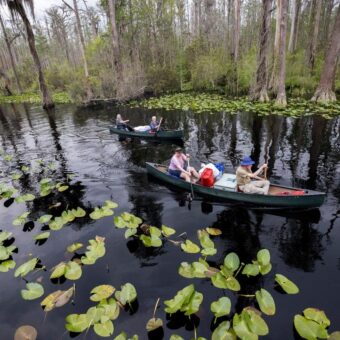 Georgia’s Okefenokee Swamp Among New UNESCO World Heritage Sites
