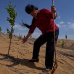 Beijing’s Arboreal Ambition: ‘Green Wall’ Reimagines an Old Battle Against Nature