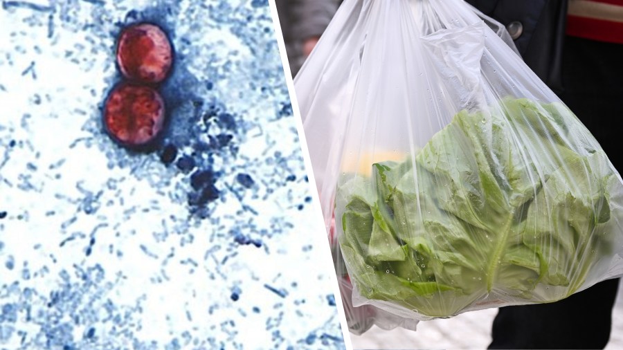 The Unseen Predator: Cyclospora’s Global Reach Undermines Consumer Confidence