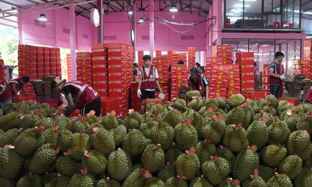 China’s Durian Imports from Thailand and Malaysia Surge Amid Market Glut