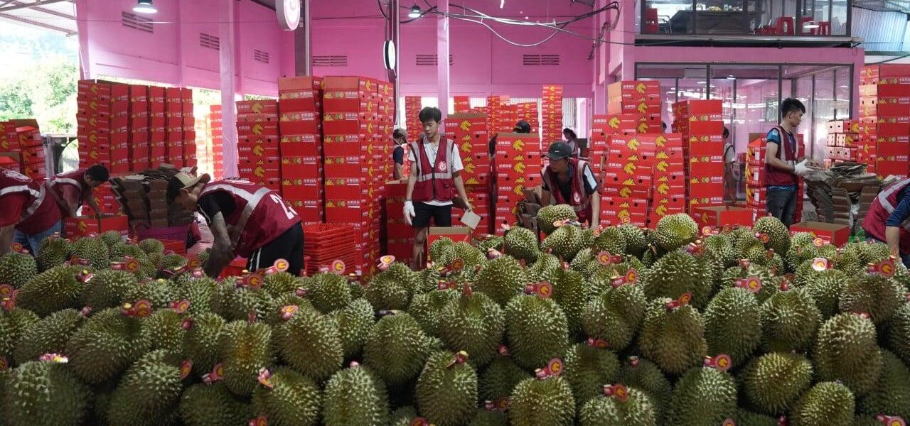 China’s Durian Imports from Thailand and Malaysia Surge Amid Market Glut