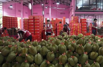 China’s Durian Imports from Thailand and Malaysia Surge Amid Market Glut