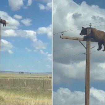 Bear Electrocuted After Climbing 35ft Power Pole in New Mexico