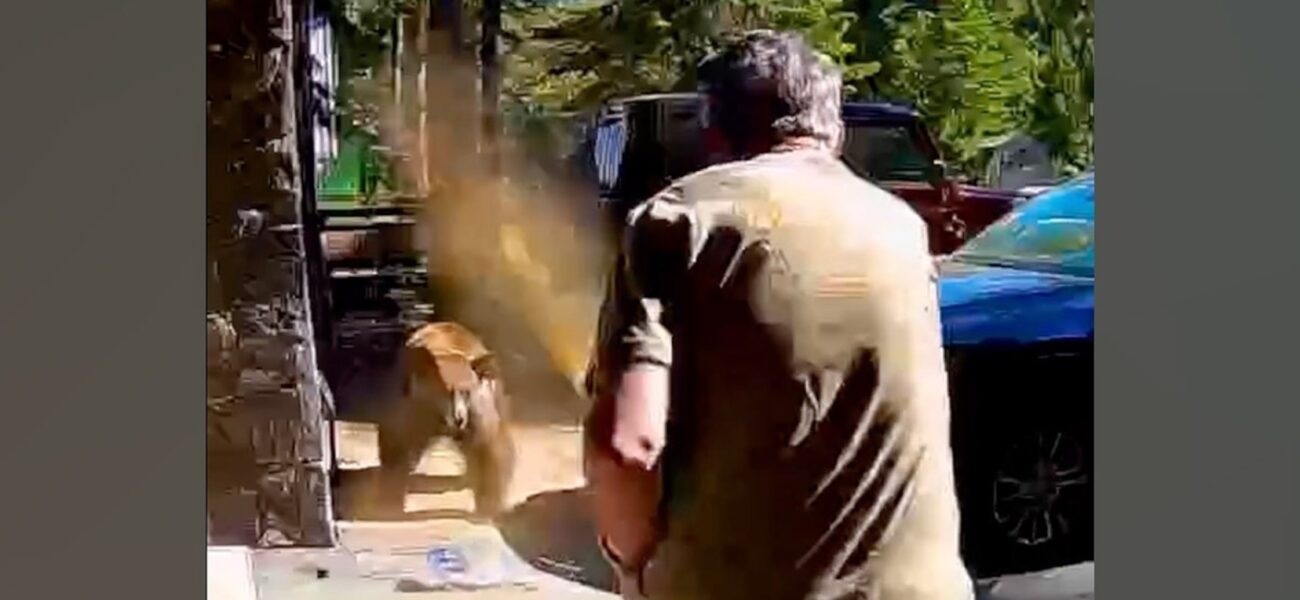 Tahoe’s Wild Warning: Bear Incident Spotlights Global Human-Nature Policy Brink