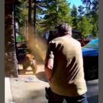 Tahoe’s Wild Warning: Bear Incident Spotlights Global Human-Nature Policy Brink