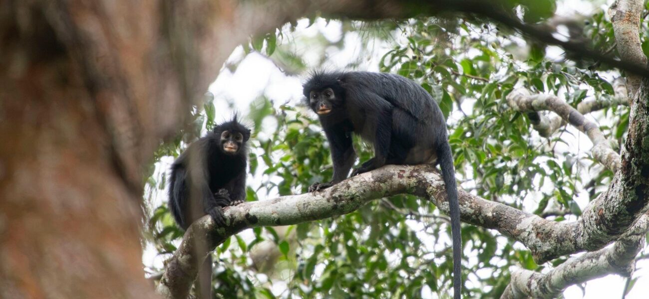 Silent Forests, Stark Discoveries: DRC’s Newest Primate and Humanity’s Shrinking View