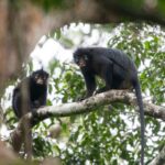 Silent Forests, Stark Discoveries: DRC’s Newest Primate and Humanity’s Shrinking View