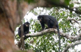 Silent Forests, Stark Discoveries: DRC’s Newest Primate and Humanity’s Shrinking View