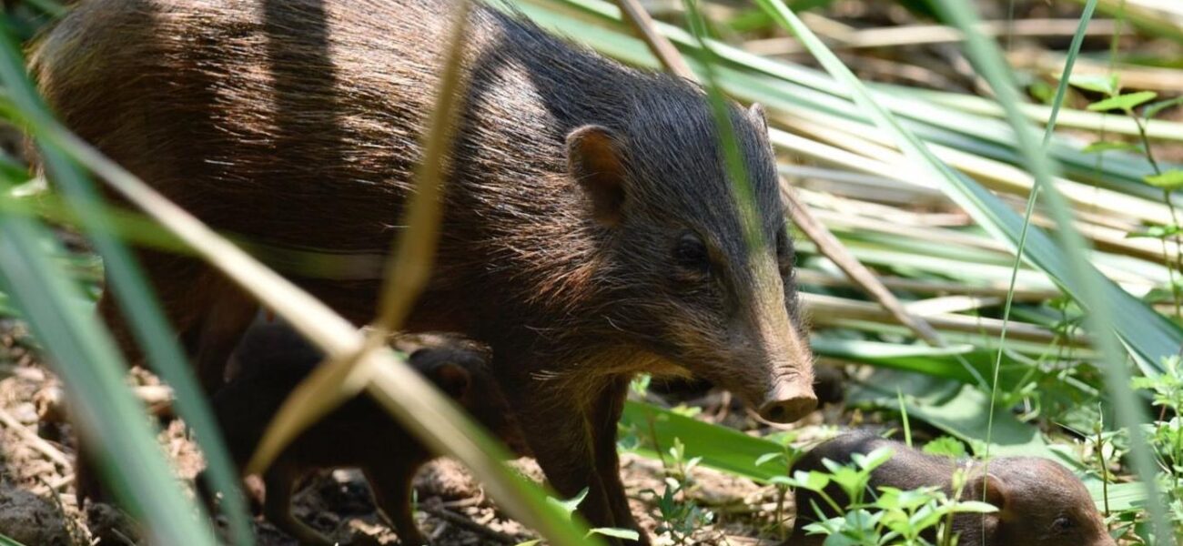 Miniature Mavericks: India’s Tiny Hogs And A Nation’s Grand Ambition