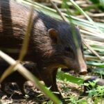 Miniature Mavericks: India’s Tiny Hogs And A Nation’s Grand Ambition Miniature Mavericks: India’s Tiny Hogs And A Nation’s Grand Ambition