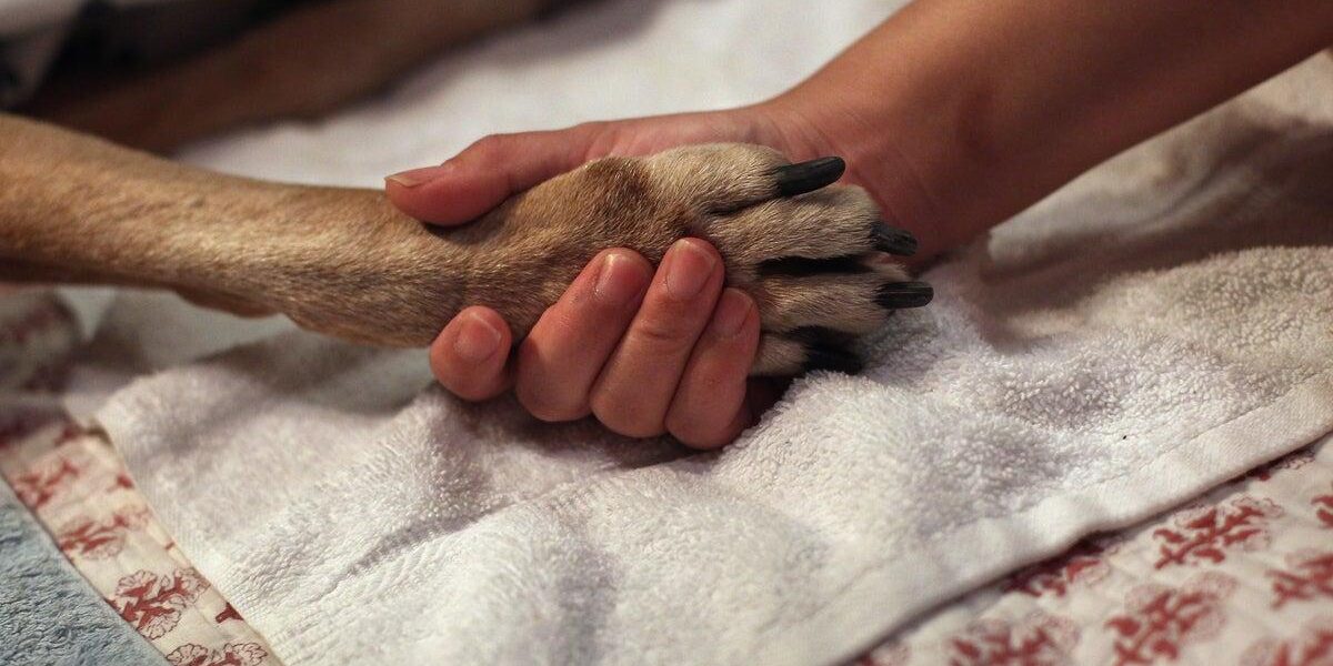 Oregon Veterinarian Sues AI Firm Over Dog’s Misdiagnosed Cancer