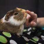 Pet Safety Alert: Blue Cross Reports Multiple Heat-Related Deaths Pet Safety Alert: Blue Cross Reports Multiple Heat-Related Deaths