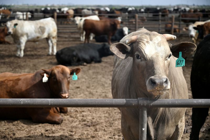 USDA’s Beef Export Bump: Reality or Statistical Mirage?
