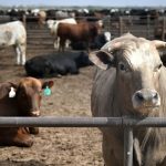 Ghost Meat? USDA Export Data Sparks Trade Head-Scratcher, Ruffling Global Markets