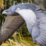 Eagle’s Ephemeral Freedom: A Microcosm of Border Control and Shifting Regional Realities