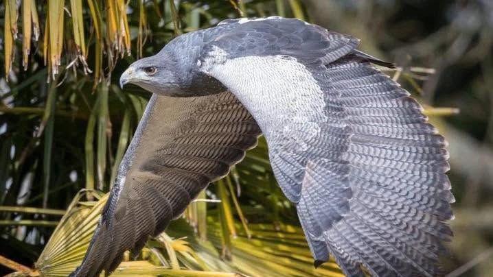 Eagle’s Ephemeral Freedom: A Microcosm of Border Control and Shifting Regional Realities
