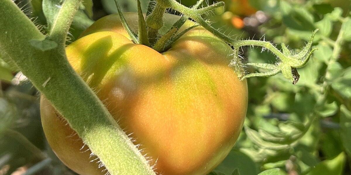 Mistimed Harvests: Seven Garden Vegetables Often Picked Too Early or Too Late