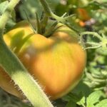 Mistimed Harvests: Seven Garden Vegetables Often Picked Too Early or Too Late