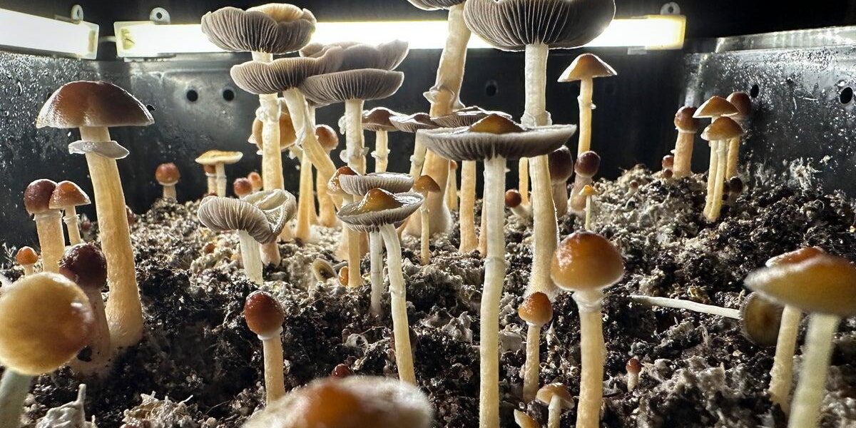 Psilocybin Therapy Achieves Remission in Veterans with PTSD, Study Finds