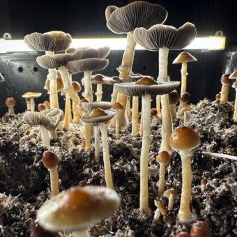 Psilocybin Therapy Achieves Remission in Veterans with PTSD, Study Finds
