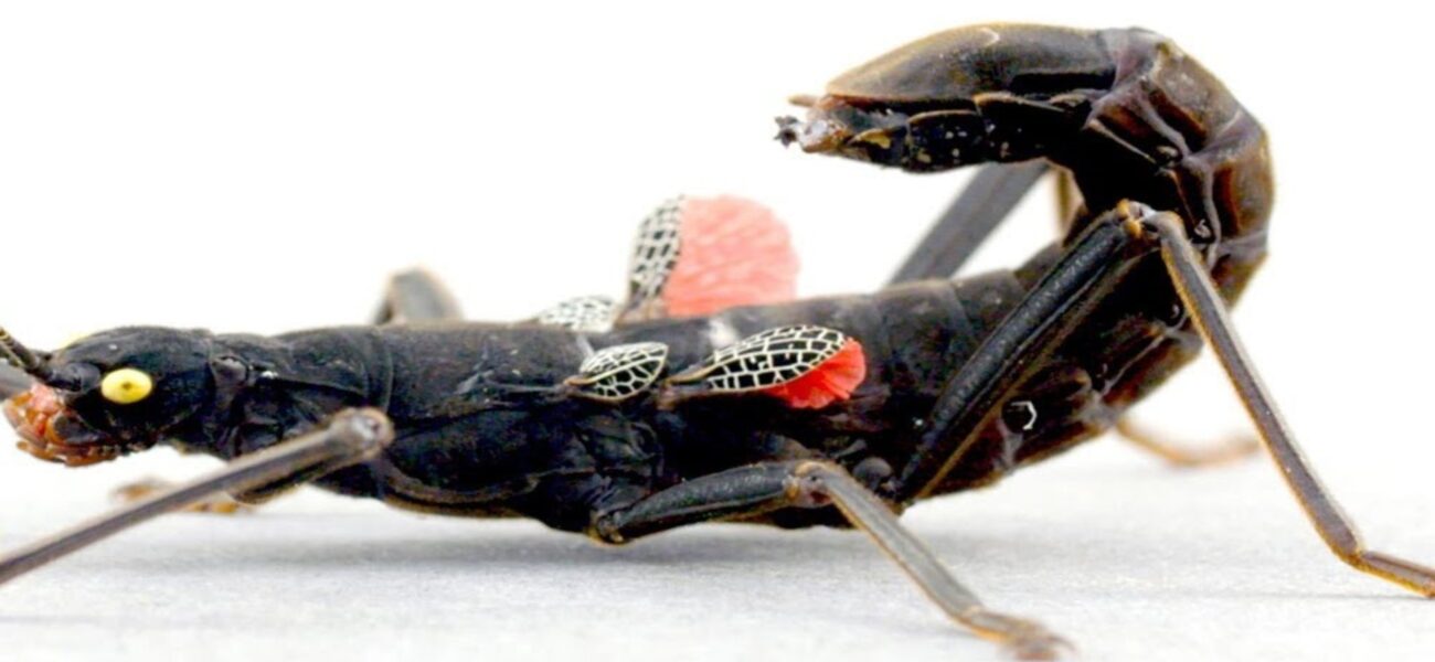 Shadow Economy, Shifting Sands: Peru’s Rare Stick Insect Signals Broader Crisis