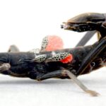 Shadow Economy, Shifting Sands: Peru’s Rare Stick Insect Signals Broader Crisis