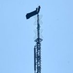 Love’s Ascent: Empire State Climb Turns Marital Blitz Into Felony Circus