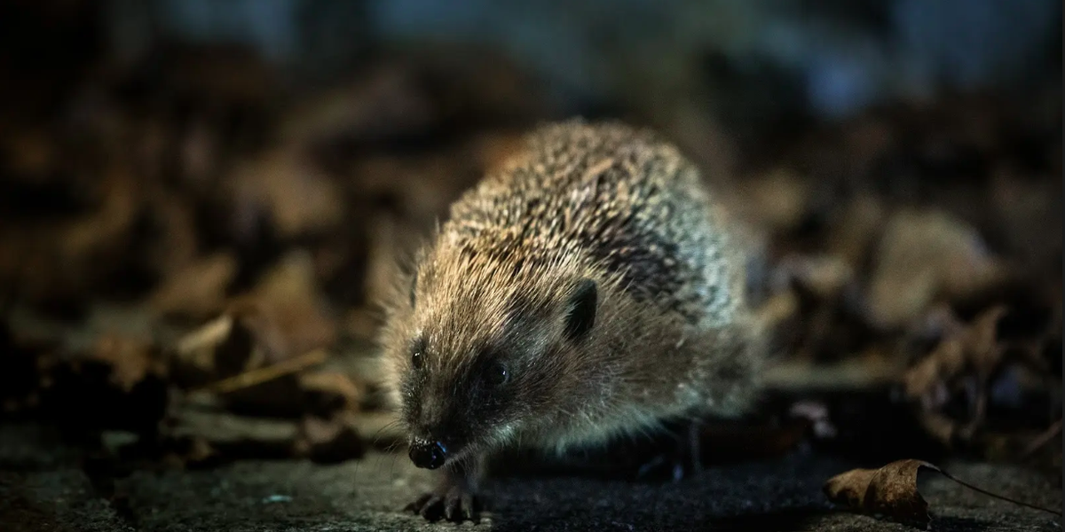 Study Links Hedgehog Microplastic Ingestion to Pet Food