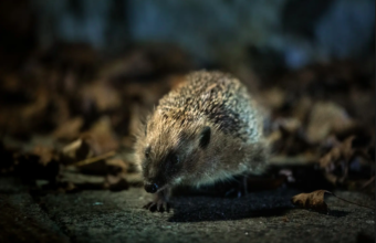 Study Links Hedgehog Microplastic Ingestion to Pet Food