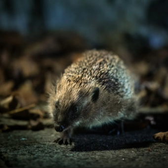 Study Links Hedgehog Microplastic Ingestion to Pet Food