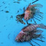 Invasive Species Surge in Mediterranean: A Northern Migration