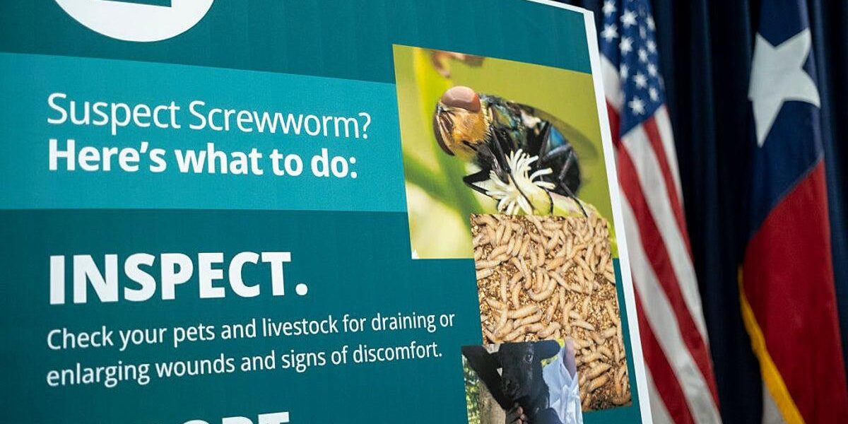 Urgent Measures Needed to Protect Livestock from Screwworm Resurgence