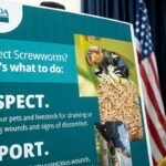 Urgent Measures Needed to Protect Livestock from Screwworm Resurgence