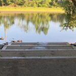 Pet Owner Believes Dog’s Death Linked to Toxic Algae in Charles River Pet Owner Believes Dog’s Death Linked to Toxic Algae in Charles River